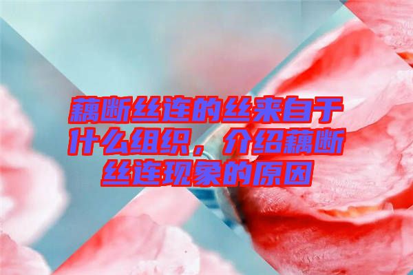 藕斷絲連的絲來自于什么組織，介紹藕斷絲連現(xiàn)象的原因