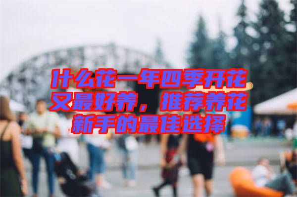 什么花一年四季開花又最好養(yǎng)，推薦養(yǎng)花新手的最佳選擇