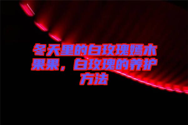 冬天里的白玫瑰嫣木果果，白玫瑰的養(yǎng)護(hù)方法