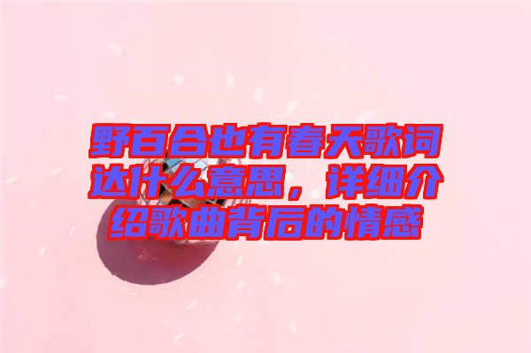 野百合也有春天歌詞達什么意思，詳細介紹歌曲背后的情感