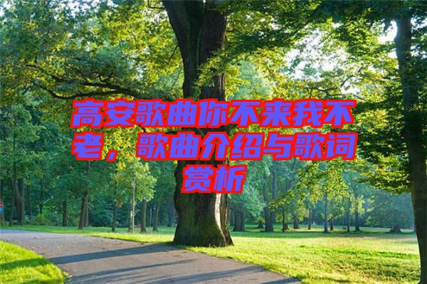 高安歌曲你不來我不老，歌曲介紹與歌詞賞析