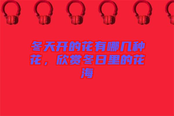 冬天開的花有哪幾種花，欣賞冬日里的花海