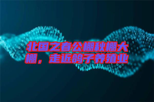 北國(guó)之春公棚秋棚大棚，走近鴿子養(yǎng)殖業(yè)